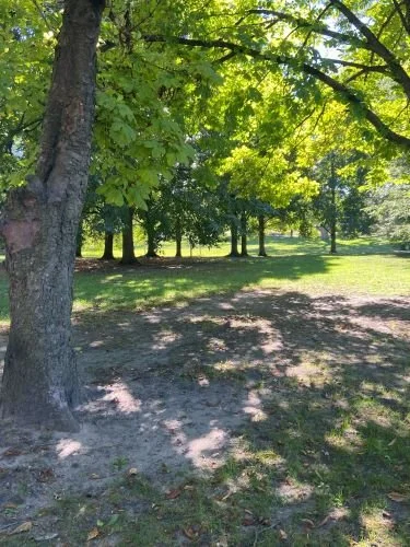 Stock Photo Green Park Trees (4).jpg