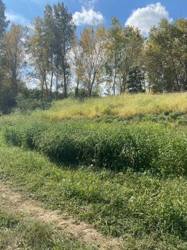 Stock Photo Green Field.jpg