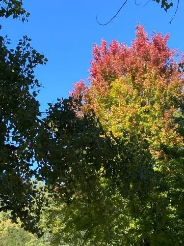 Stock Photo Red Tree Tops (1).jpg