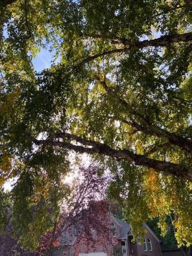 Stock Photo Tree Canopy.jpg