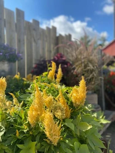 Stock Photo Yellow Celosia.jpg