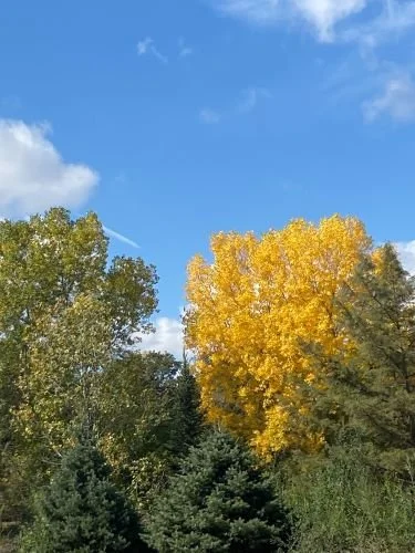 Stock Photo Yellow Tree.jpg