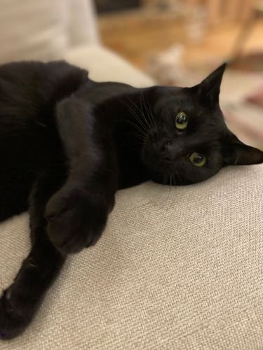Stock Photo Cozy Black Cat (2).jpeg