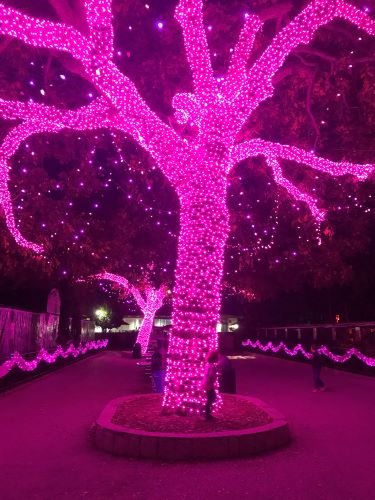 Stock Photo Pink Lights Tree.jpeg