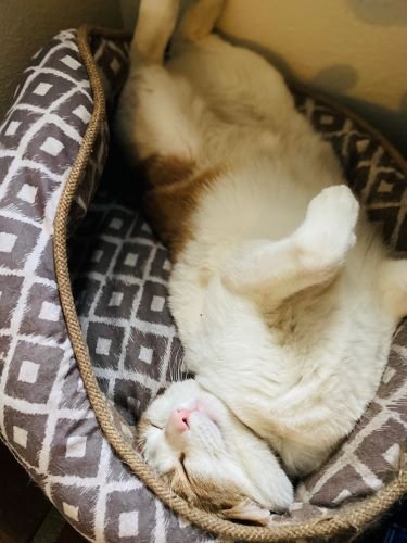 Stock Photo Sleeping Cat.jpeg