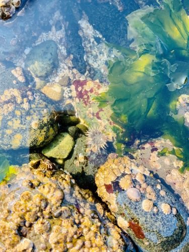 Stock Photo Barnacles.jpeg