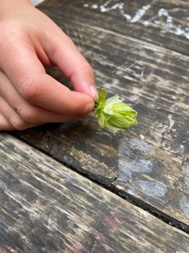Stock Photo Beer Hops (2).jpeg