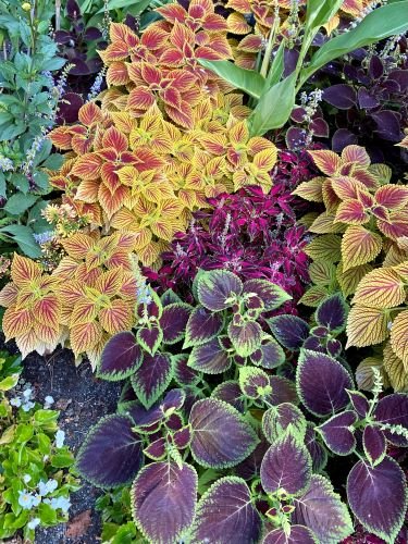 Stock Photo Coleus.jpeg