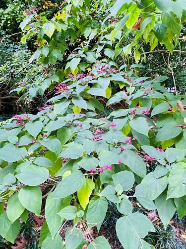 Stock Photo Coral Vine (1).jpeg