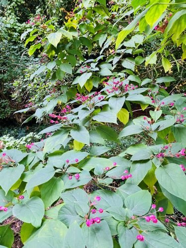 Stock Photo Coral Vine (2).jpeg