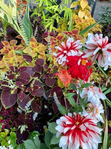 Stock Photo Dahlias Coleus.jpeg