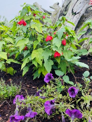 Stock Photo Flowering Maple.jpeg