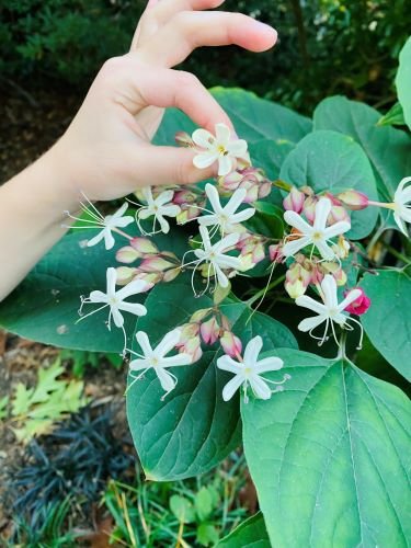 Stock Photo Flowering White Vine.jpeg