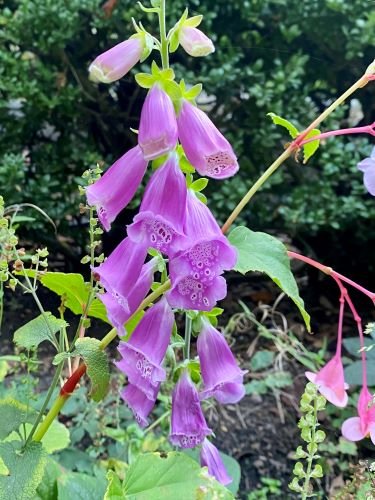 Stock Photo Foxglove Digitalis.jpeg
