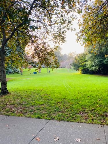 Stock Photo Green Grass Park.jpeg