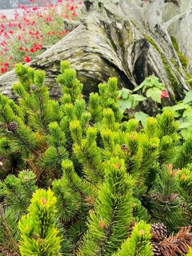 Stock Photo Pine Shrub.jpeg