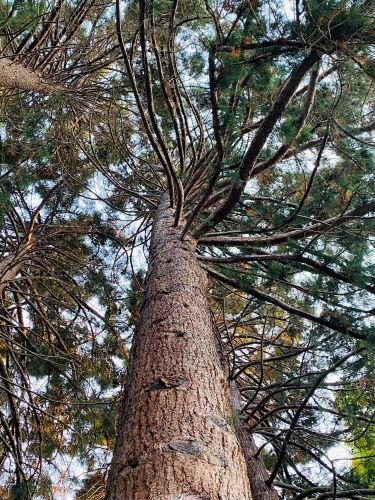 Stock Photo Pine Tree.jpeg