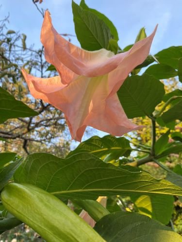 Stock Photo Pink Angel's Trumpet.jpeg