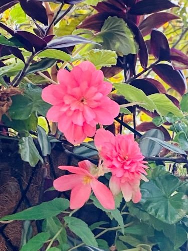 Stock Photo Pink Flower Bloom.jpeg