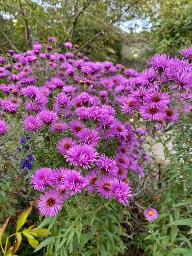 Stock Photo Purple Aster.jpeg