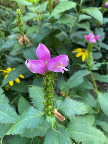 Stock Photo Purple Turtlehead.jpeg
