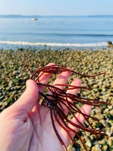 Stock Photo Red Seaweed.jpeg