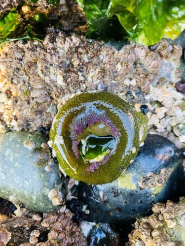 Stock Photo Sea Anenome.jpeg