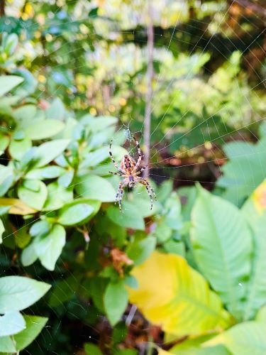 Stock Photo Spider in Web.jpeg