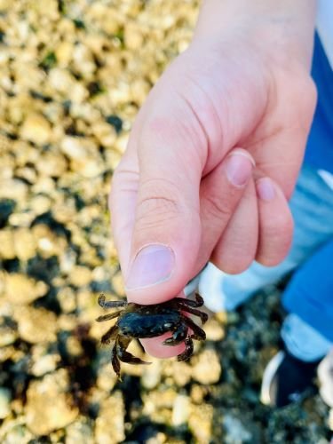 Stock Photo Tiny Crab.jpeg