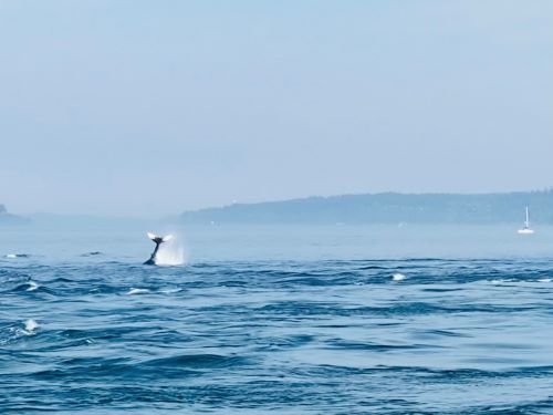 Stock Photo Whale Tail.jpeg
