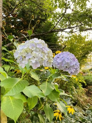 Stock Photo White Hydrangea.jpeg