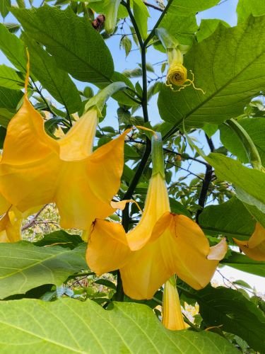 Stock Photo Yellow Angel's Trumpet.jpeg