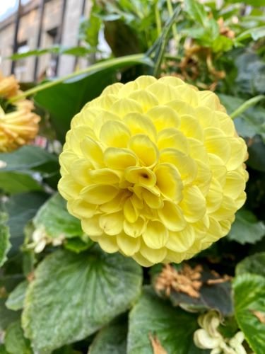 Stock Photo Yellow Dahlia.jpeg
