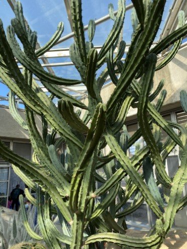 Stock Photo Triangle Cactus.jpeg