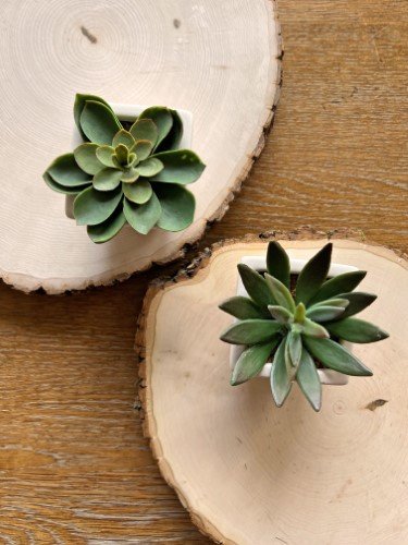 Stock Photo Succulents Wood Slices (1).jpeg
