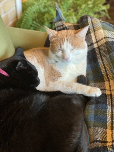 Stock Photo Curled Cats.jpeg