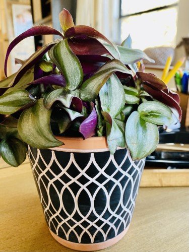 Stock Photo Modern Planter.jpeg