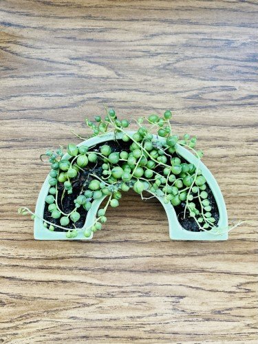 Stock Photo String of Pearls.jpeg
