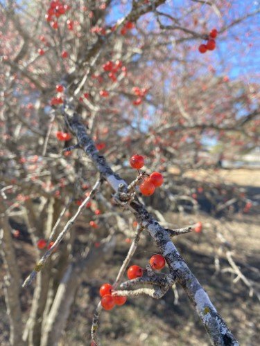 Stock Photo Winterberry.jpeg