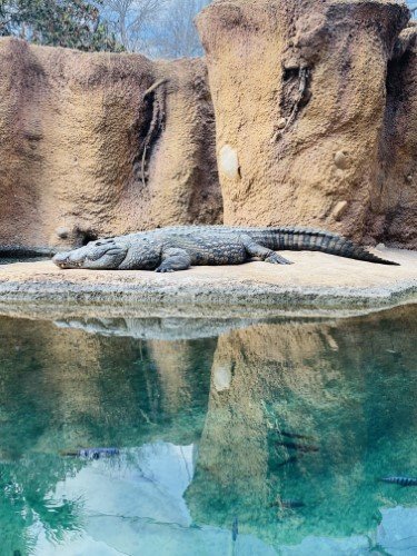 Stock Photo Crocodile.jpeg