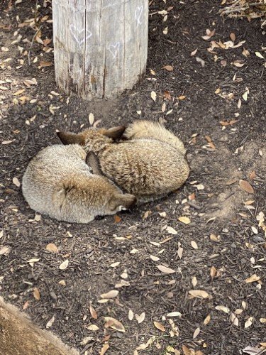 Stock Photo Curled Foxes.jpeg