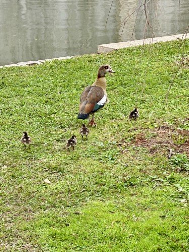Stock Photo Duck And Ducklings.jpeg