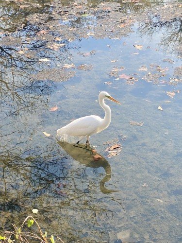 Stock Photo Egret Bird (1).jpeg