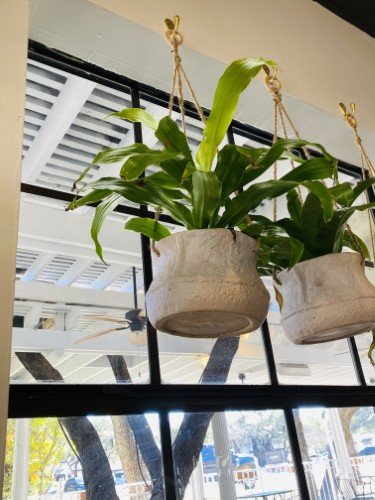 Stock Photo Hanging Plants.jpeg