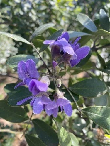 Stock Photo Mountain Laurel Blooms (1).jpeg