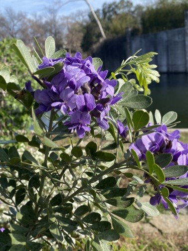 Stock Photo Mountain Laurel Blooms (2).jpeg