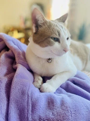 Stock Photo Orange Cat Blanket (1).jpeg