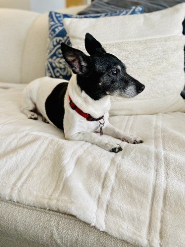Stock Photo Small Black White Dog (1).jpeg