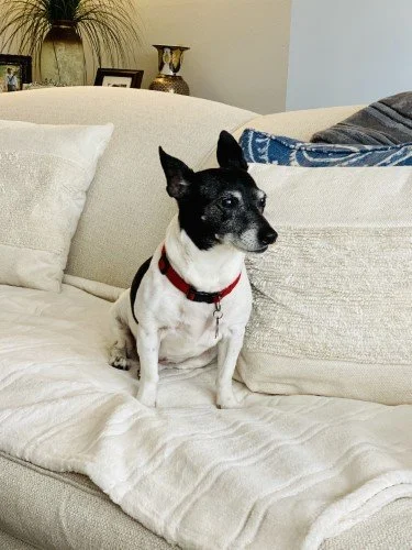 Stock Photo Small Black White Dog (2).jpeg