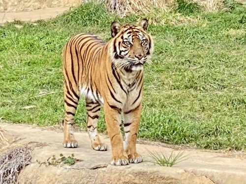 Stock Photo Tiger (1).jpeg